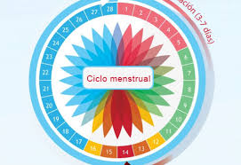 Preguntas Mas Frecuentes Sobre Ovulacion Planeta Mama