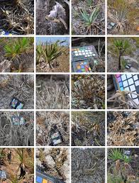 Image result for Xerophyta scabrida