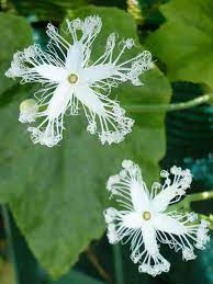 Shortly after training the vine on the trellis, you may find lots of flowers on the plant. Trichosanthes Cucumerina Snake Gourd Dummer Garden Manage Gfinger Is The Best Garden Manage App