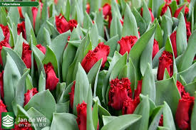 State and is located in the midwestern region of the united states of america. Indiana Tulpe Jan De Wit En Zonen B V