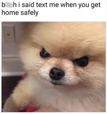 37 Assorted Memes To Get You Pumped For The Freakin Weekend Memebase Funny Memes Funny Animal Photos Funny Animal Memes Cute Dogs