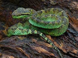 The Weatherman Of Coorg Snake Poisonous Snakes Pit Viper