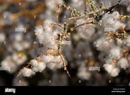 Image result for Eriocephalus microphyllus