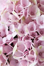 Hydrangea Macr Magical Revolution Hokomarevo Kolster Bv Magical Plants Flowers