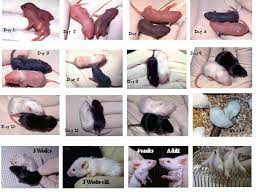 Check out your age chart in relation to when you have your kids. Mouse Pup Appearance By Age Laboratory Animal Resource Center Larc