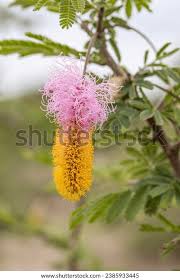 Image result for Dichrostachys