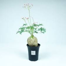 ヤトロファ ベルランディエリ savvy plants 植物栽培 多肉植物 美しい花