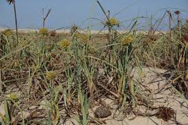 Image result for Sphaerocyperus