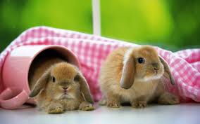 We hope you enjoy our growing collection of hd images to use as a background or home screen for your. Rabbit Wallpapers Top Free Rabbit Backgrounds Wallpaperaccess
