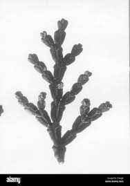 Pea-fruity white skeather or sham cypress (Chamaecyparis pisifera), branch  top Stock Photo - Alamy