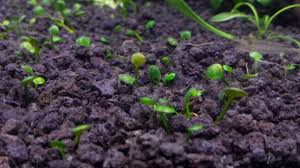 Image result for Marsilea minuta