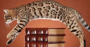 Worldwide directory of bengal cat breeders & rescues, listing bengal kittens for sale or adoption in your area. Engineering A 10 000 Cat