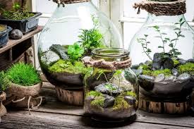 Mijn naam is daisy en ik ben heldervoelend, tevens doe ik aan kaartlegging met inzicht en ter bevestiging gebruik ik de pendel om mijn antwoord te bekrachtigen. Your One Stop Terrarium Guide All You Need To Know The Practical Planter