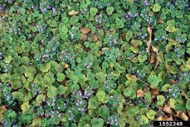 Once more with creeping jenny the surreal nature of the narrative immediately captured my brain and this is the feeling that noon manages to create in creeping jenny. Got Pests