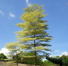 Image result for Terminalia neotaliala