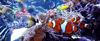 Our saltwater fish collection source. Captive Bred Saltwater Fish For Sale Online Cb Saltwater Fish For Sale Near Me