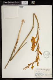 Image result for Gladiolus velutinus