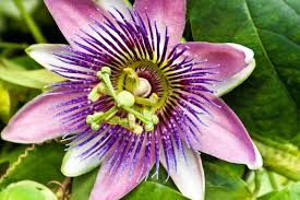 Image result for Passiflora caerulea