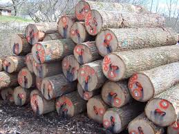 China high quality log buying grows, bypassing U.S. sawmills