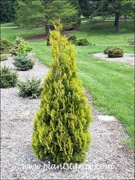 Image result for Platycladus orientalis