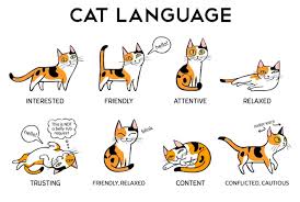Decipher Your Cat S Body Language With This Helpful Infographic Cat Language Cat Parenting Cat Expressions