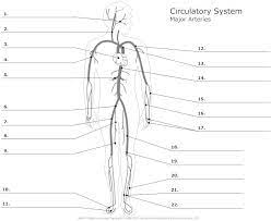 Excellent heart resource page the article colorful a diagram. 11 Anatomy Ideas Anatomy Anatomy And Physiology Human Anatomy And Physiology