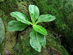Image result for Swertia pleurogynoides