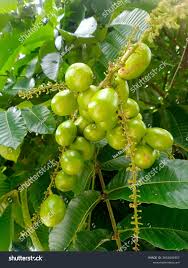 Image result for Sapindaceae