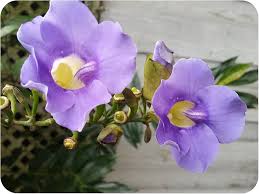 Image result for Thunbergia reticulata