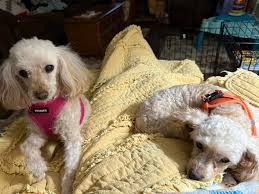 Adoption of a new dog named Winnie into a family