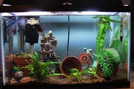 great betta fish aquarium aquario