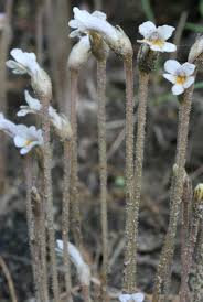 Image result for Orobanchaceae