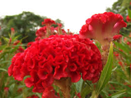 Red Flowers Nice Flowers Coxcomb Flowers Amazing Flowers Flower Seeds