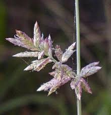 Image result for Eragrostis hispida