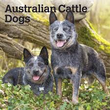 Growth graph of australian cattle dog male: Australian Cattle Dogs 2021 12 X 12 Inch Monthly Square Wall Calendar Animals Dog Breeds Browntrout Publishers Inc Browntrout Publishers Editing Team Browntrout Publishers Design Team Browntrout Publishers Design Team 9781975421793 Amazon Com