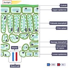 Maybe you would like to learn more about one of these? Botany Leaf Structure Diagram Green Plants Absorb Light In Their Leaves And Convert It To Energy By Photosynthesis Photosynthesis Biology Structure Diagram