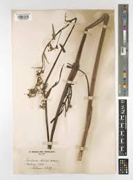 Image result for Afrosciadium