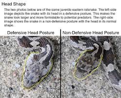 Defensive Posture Of Juvenile Eastern Ratsnake Snake Head Shapes Year Of The Snake
