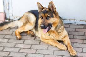 Image result for Cynomys gunnisoni obrázek