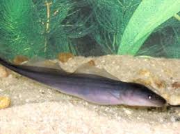 aba knife fish gymnarchus niloticus aba aba knifefish guide