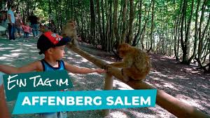 Feedings and demonstrations are offered in english. Was Familien Im Affenberg Salem Am Bodensee Erleben Konnen Youtube