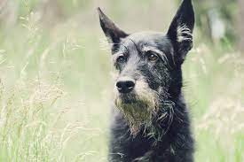 10 Best Dog Breeds With Long Lifespans
