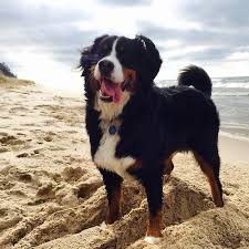 All Black Bernese Mountain Dog Art On Sun Dog Dogs Burmese Mountain Dogs Cute Dogs