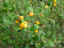 Image result for Diospyros dichrophylla