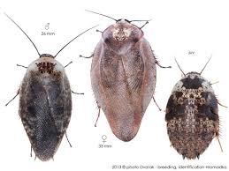 Big Black Bugs That Look Like Roaches Gyna Lurida Roaches Cockroaches Animals