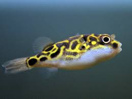 Figure 8 Puffer Fish Fish Breed Profile