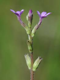 Image result for Buchnera