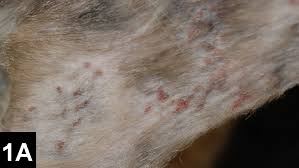 Image result for Feline Miliary Dermatitis