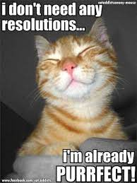 Happy New Year Cat Memes For The Year 2019 To Share With Your Friends And Family Members On Pinterest And Facebook Happy Animals Cute Cats Cat Memes