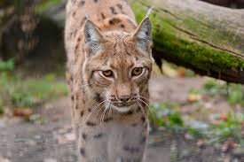 Hodonín zoo was created on the initiative of the former city national committee. Zoo Hodonin Hodonin Jizni Morava Regiontourist Cz